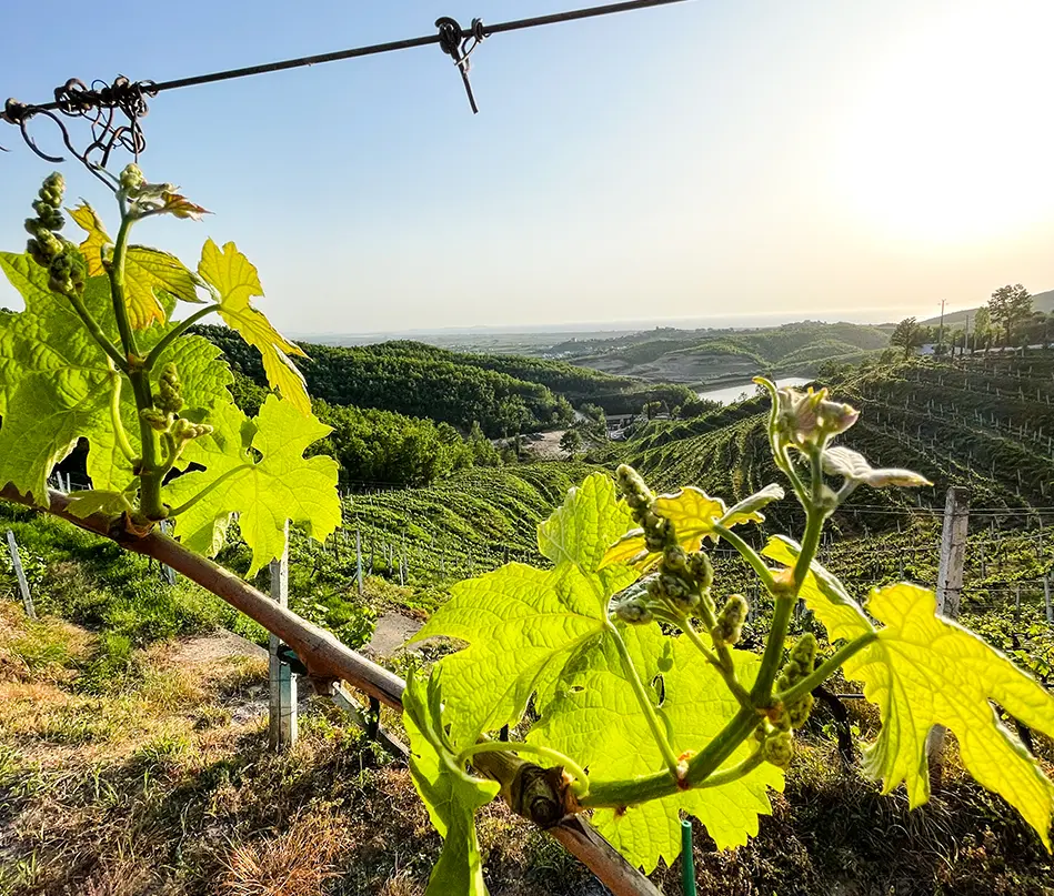 Ausblick vom Weingut in Albanien