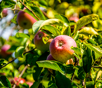 Hohenloher Obst- und Gartenbau