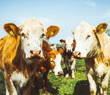 Tierhaltung in Hohenlohe