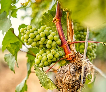 Weinbau in Hohenlohe