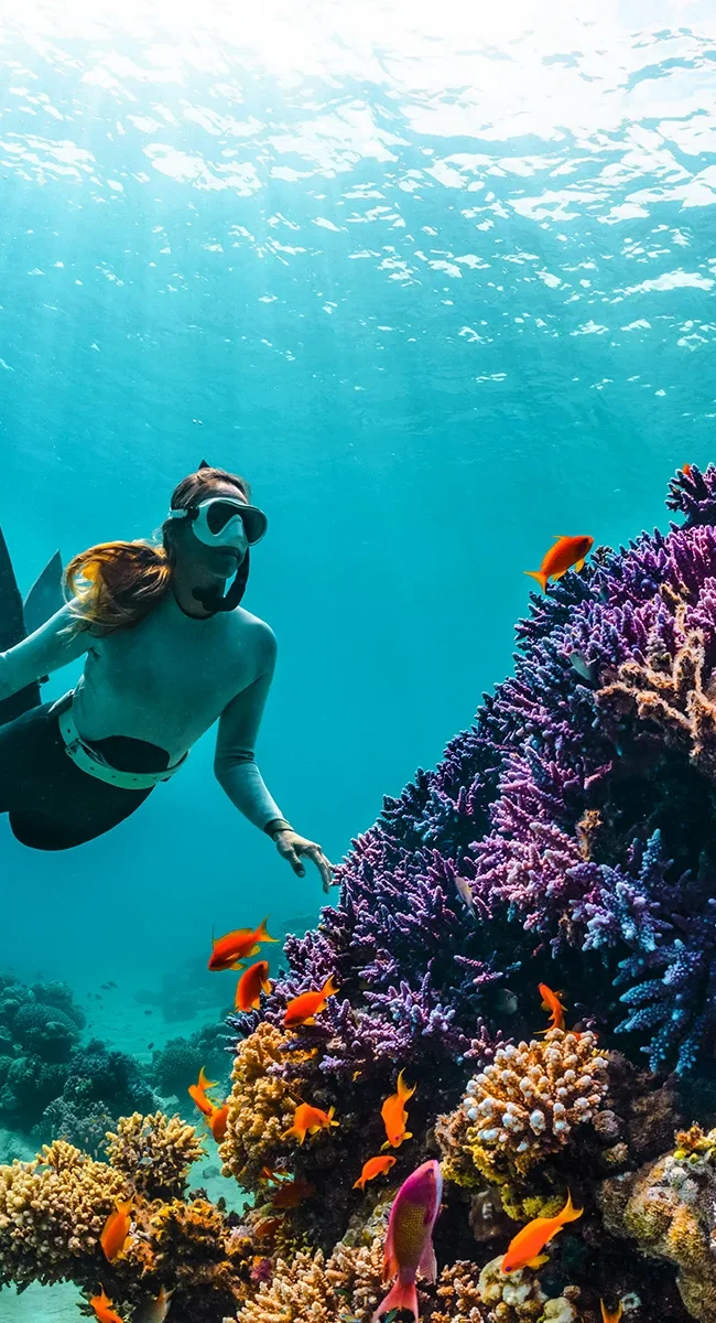 Eine Schnorchlerin am Great Barrier Reef in Australien betrachtet das farbenfrohe Korallenriff mit bunten Fischen