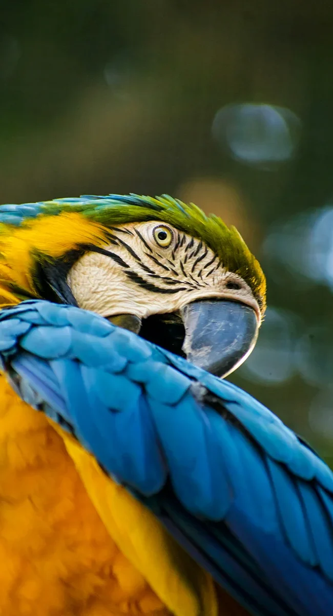 Nahaufnahme eines Gelbbrustara-Papageis in einem Vogelpark in Brasilien