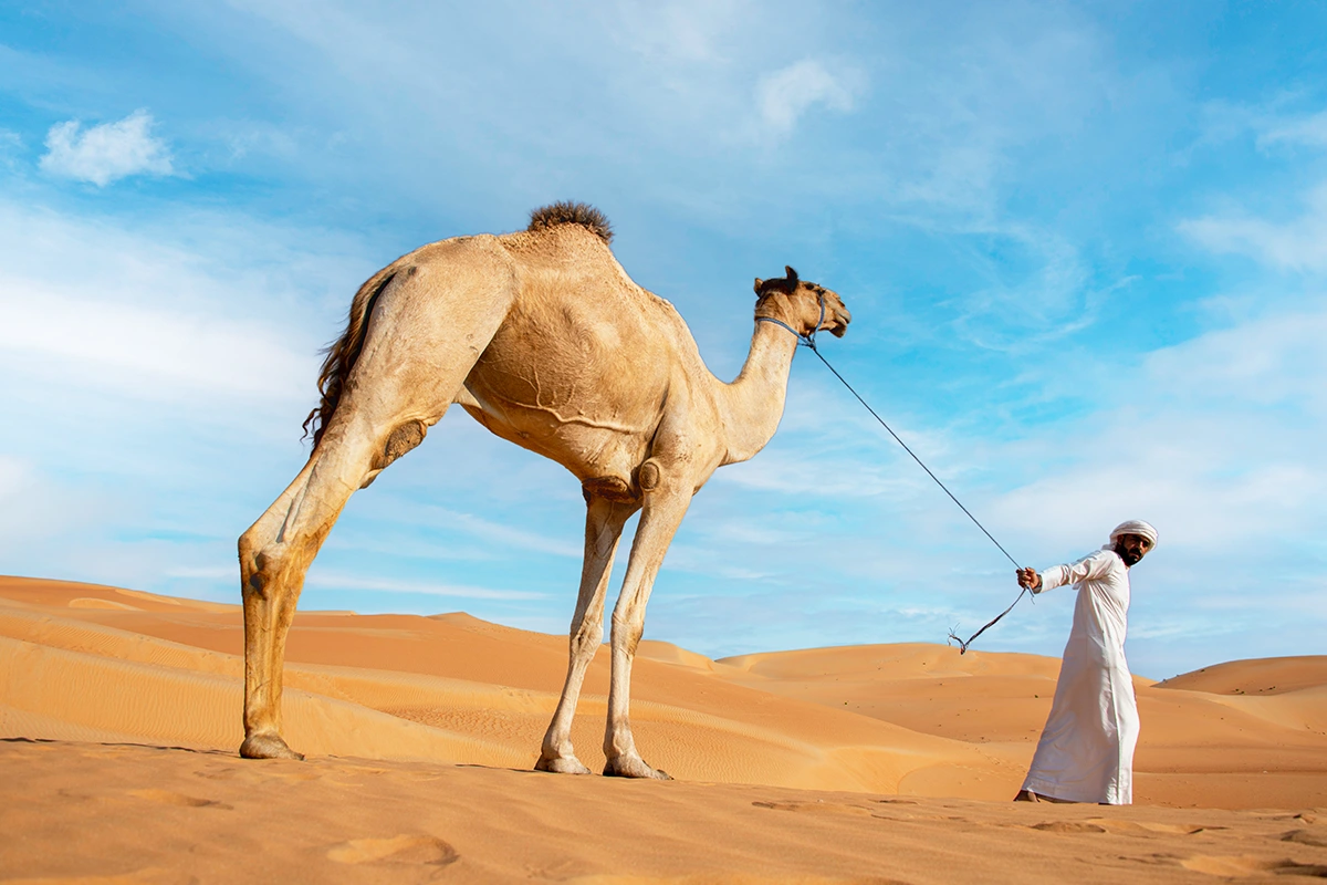 AIDA Kreuzfahrt in den Orient, Wüste in Dubai mit Kamel