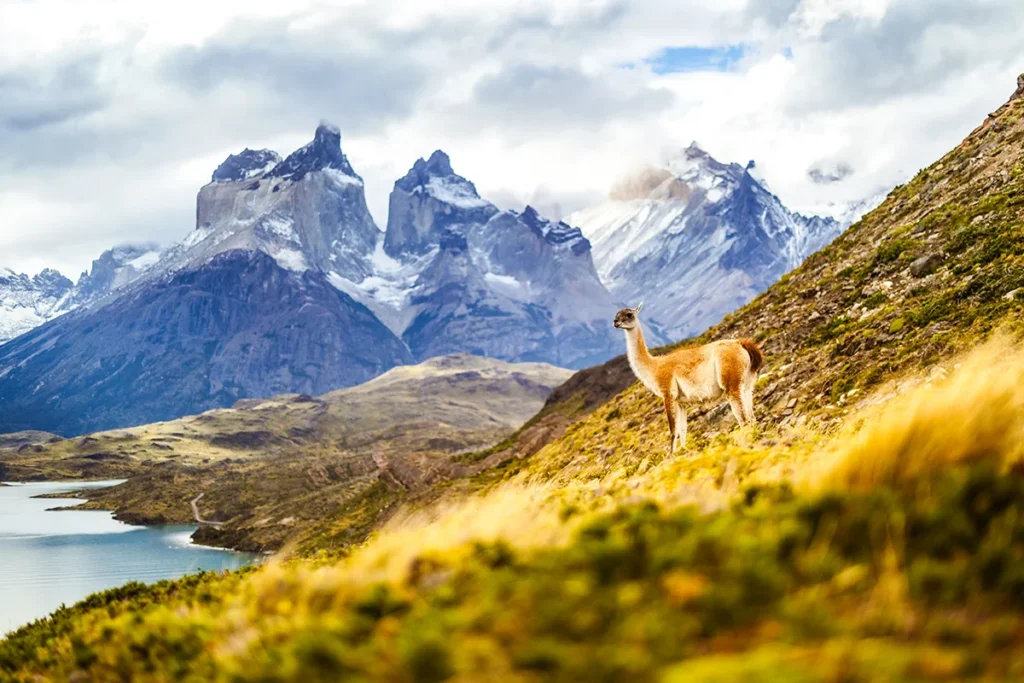 Der Nationalpark Torres del Pain in Chile mit Blick auf die Bergkulisse in der ein Lama steht