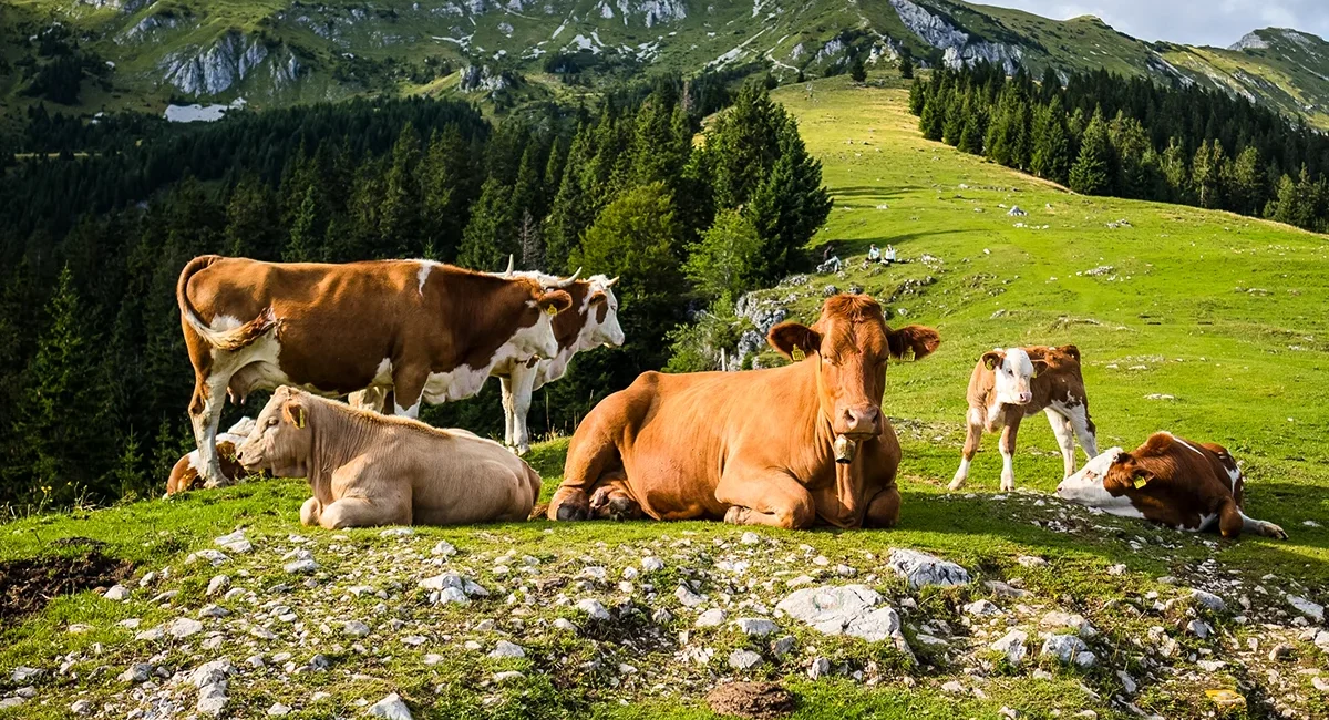 Eine Herde gefleckter Kühe auf einem Berg in Österreich