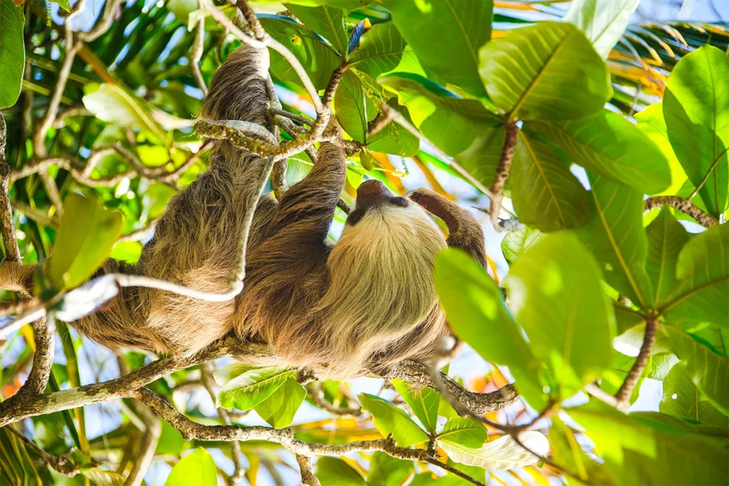 Ein Faultier hängt in einem Baum im Regenwald von Costa Rica und ruht zwischen den Blättern.