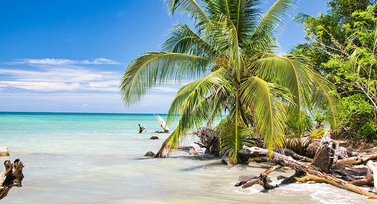 Ein weißer Sandstrand in Costa Rica mit türkisblauem Meer und einer Palme am Ufer.
