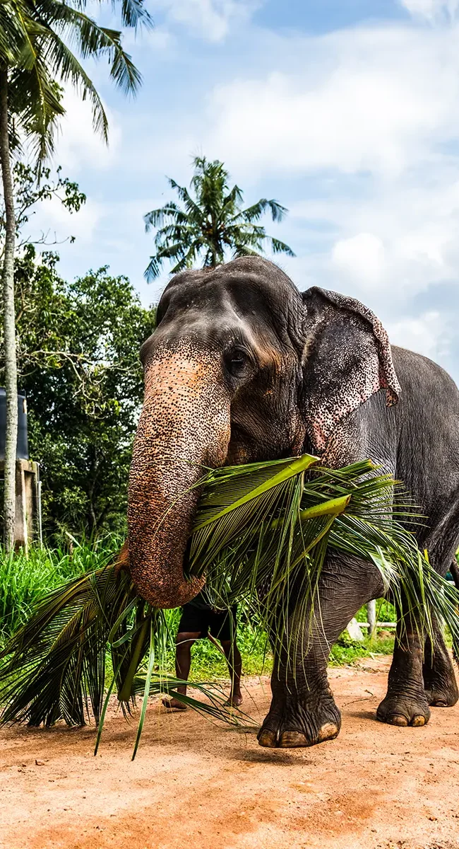 Ein Elefant in Sri Lanka trägt große Palmblätter mit seinem Rüssel und spaziert einen Weg entlang.