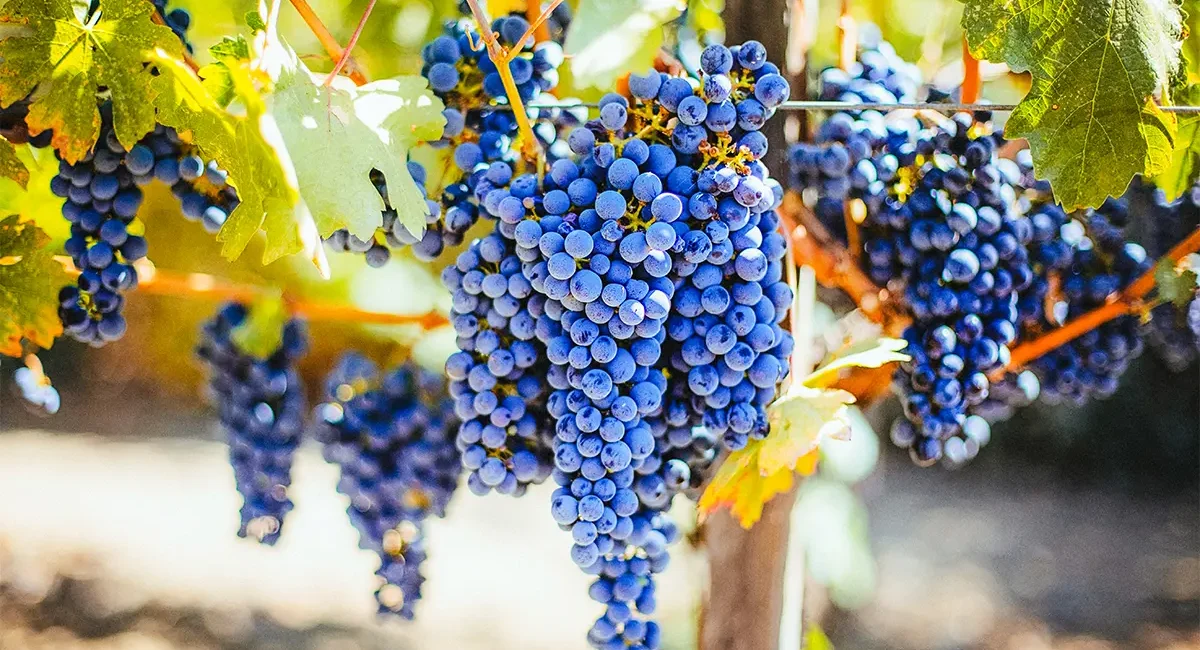 Reife rote Trauben an einem Weinstock in den Weinbergen von Südafrika.