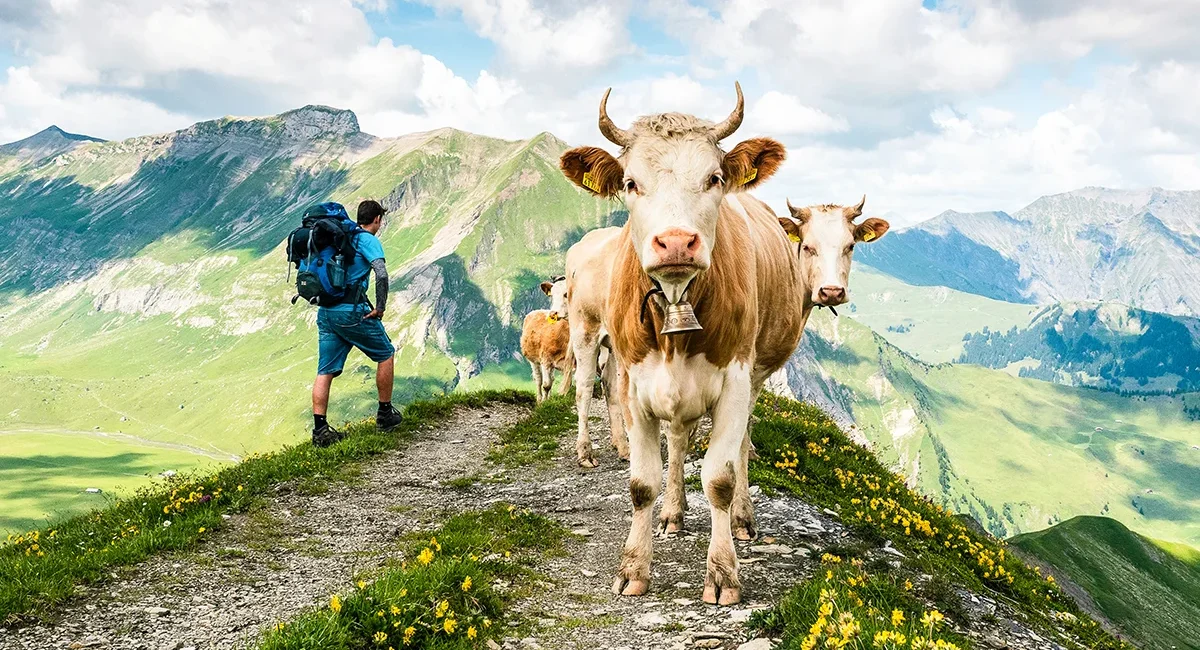 Auf einem Wanderweg in den Schweizer Alpen stehen Kühe und schauen in die Kamera. Im Hintergrund sieht man grüne Wiesen, eine beeindruckende Bergkulisse und einen Wanderer, der an den Kühen vorbeigeht.