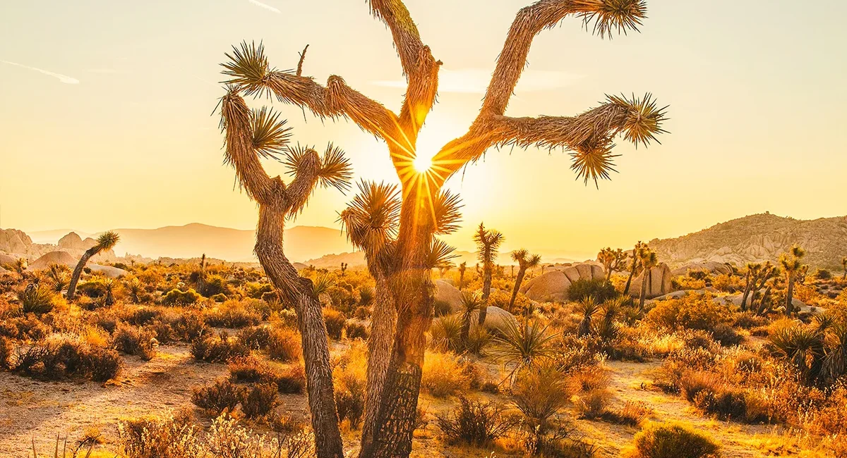 Goldener Sonnenuntergang hinter einem Joshua Baum in der Wüstenlandschaft Kaliforniens.