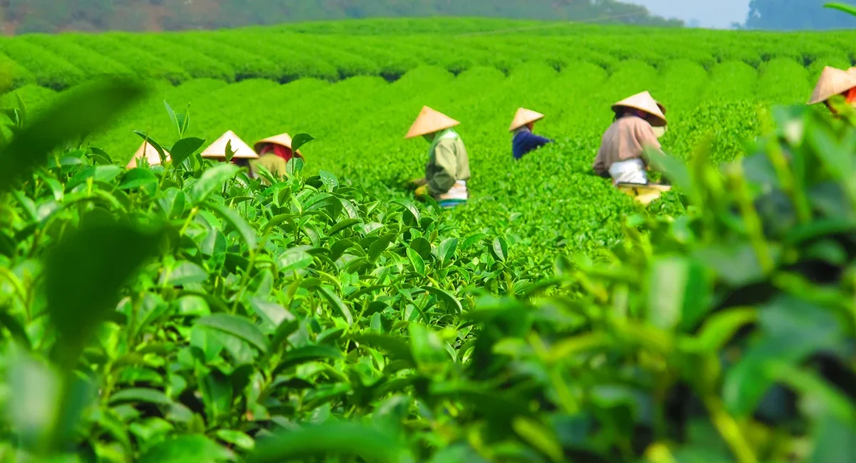 Auf der vietnamesischen Teeplantage sind einige Arbeitende mit traditionellen Reishüten beschäftigt, die in den grünen Reihen der Teepflanzen sorgfältig arbeiten.