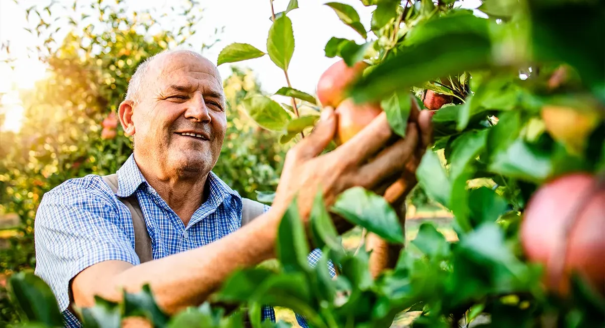 Ein Obstbauer erntet seine Äpfel am Bodensee in Deutschland.