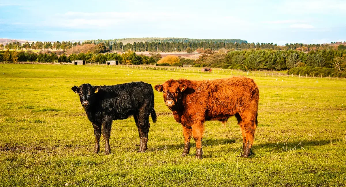 Zwei Hochlandrinder auf einer Weide in Estland