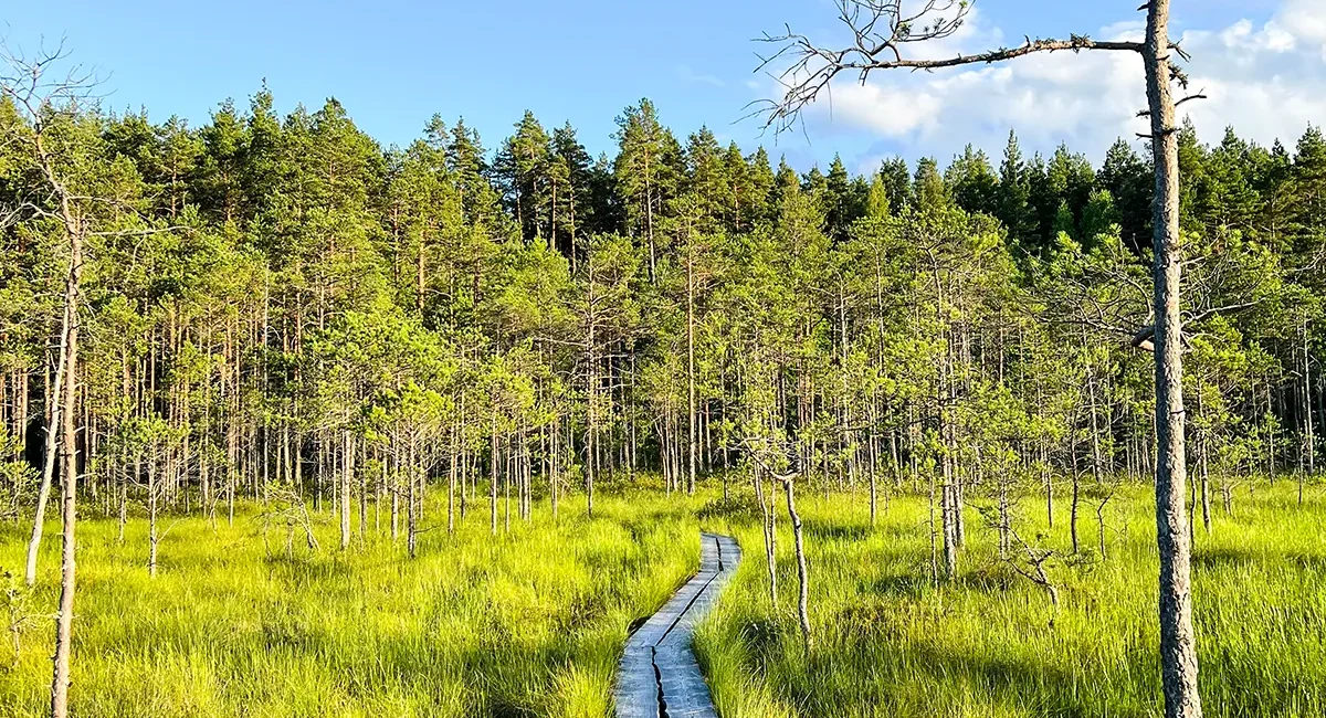 Ein hölzerner Pfad der durch Wälder und eine grüne Moorlandschaft führt