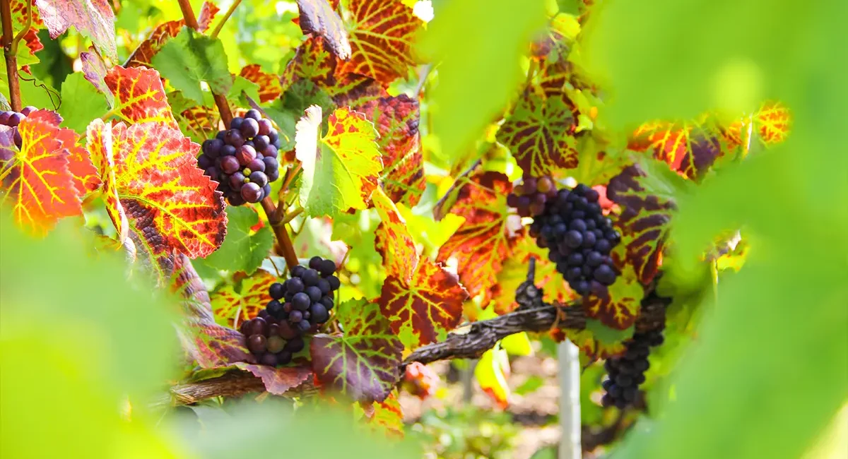 Eine Weinrebe mit dunklen Weintrauben in der Region Champagne in Frankreich
