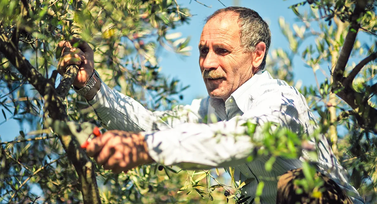 Ein italienischer Olivenbauer steht auf einem Olivenbaum und schneidet mit einer Gartenschere die Äste.