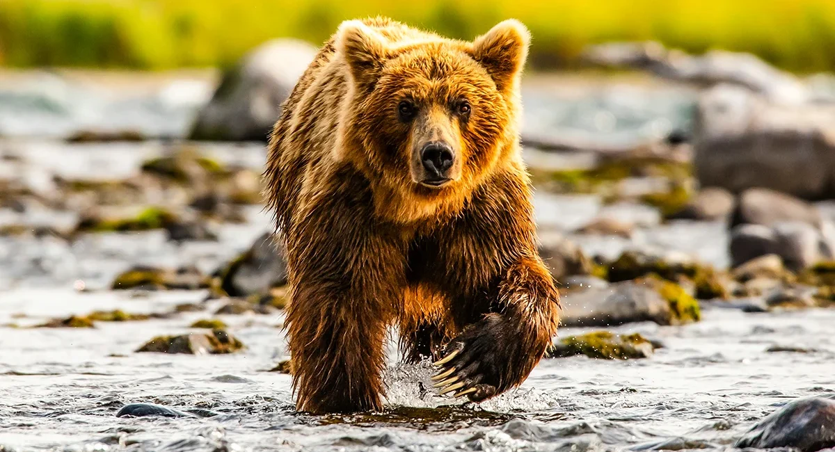 Ein Grizzli Bär wandert in Kanada durch einen Bachlauf und starrt in die Kamera.