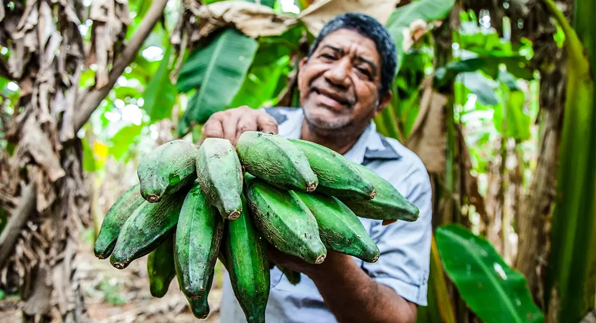 Ein kolumbianischer Bauer zeigt frisch geerntete Kochbananen in einer Bananenplantage.