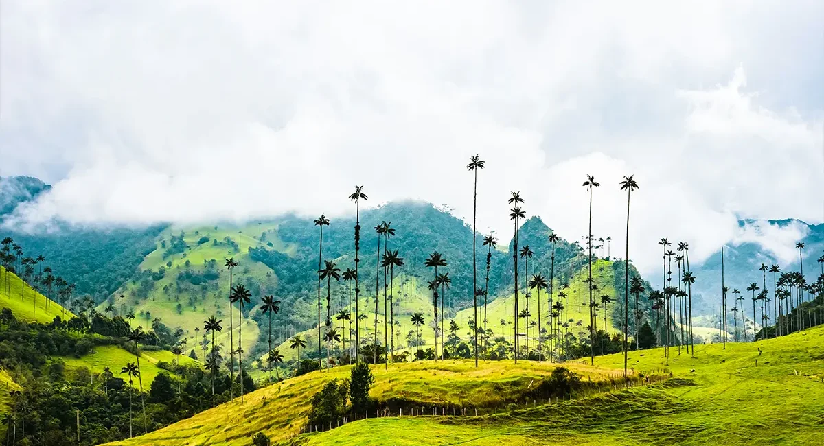 Das Cocora-Tal in Kolumbien mit seinen markanten, hohen Wachspalmen und der grünen bergigen Landschaft.