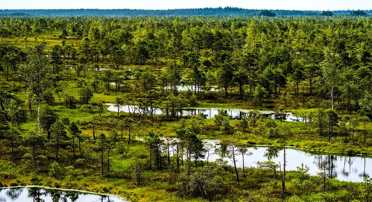 Eine Moorlandschaft in Lettland mit kleinen Wasserflächen und verstreuten Kiefern.