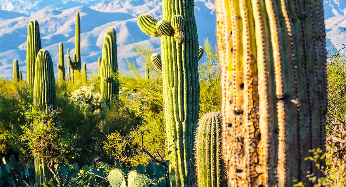 Der Saguaro Nationalpark in Mexiko mit vielen großen grünen Kakteen und einer Berglandschaft im Hintergrund.