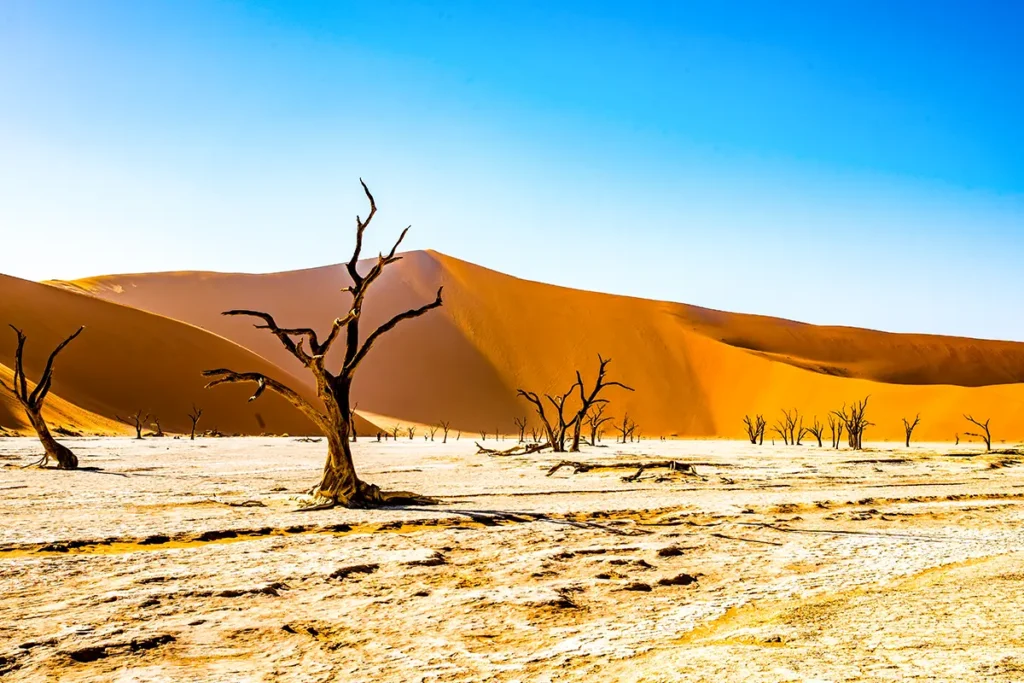 Alte, tote Bäume in einer hellen Wüstenlandschaft, umgeben von riesigen, orangefarbenen Sanddünen in Namibia.