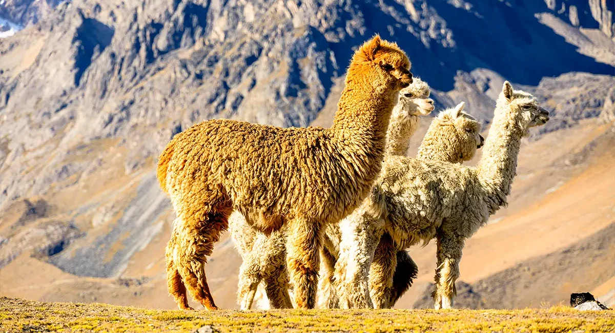 Eine Alpaka Herde steht vor einer bergigen Landschaft in den Anden.