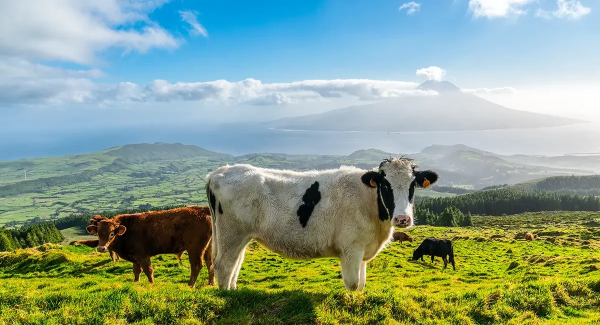 Eine Herde Rinder grast auf einer saftigen grünen Weide vor der beeindruckenden Kulisse der Vulkanlandschaft der Azoren.