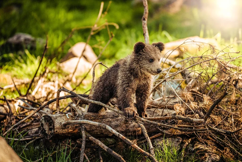 Ein junger Braunbär erkundet den rumänischen Wald und klettert über dicke Äste am Waldboden.
