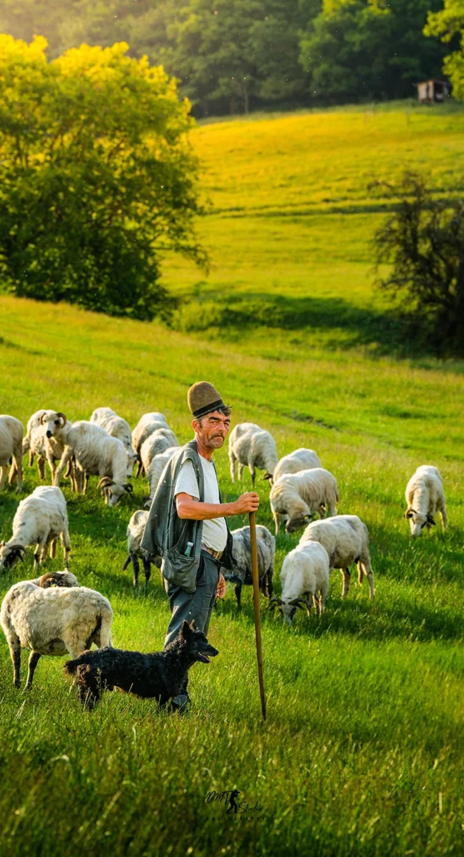 Ein rumänischer Schäfer steht mit seiner Herde und seinem Schäferhund auf einer grünen Weide.