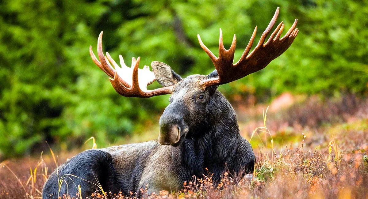 Ein ausgewachsener Elch mit großem Geweih liegt auf einer Waldlichtung in Schweden.