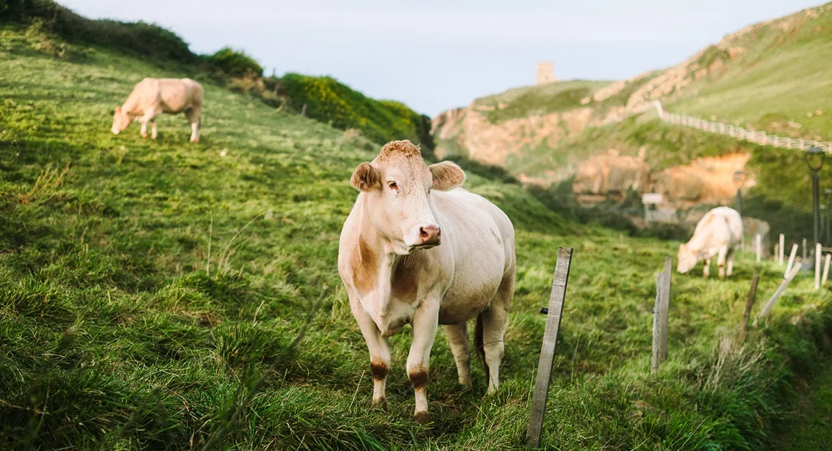 Eine Herde Charolais Rinder auf einer grünen Weide in Burgund, Frankreich.
