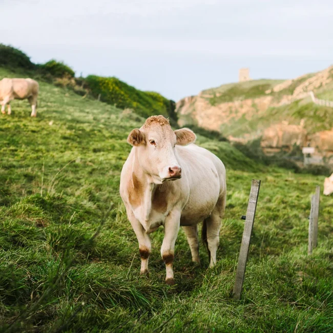 Eine Herde Charolais Rinder auf einer grünen Weide in Burgund, Frankreich.