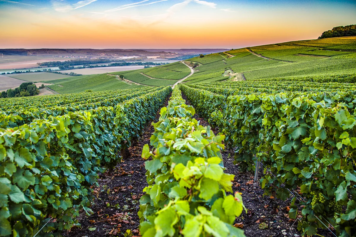 Sonnenuntergang über den Weinbergen und der Landschaft der Champagne.