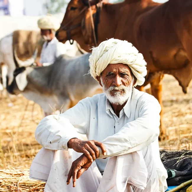Ein alter Kuhhirte sitzt in Indien vor seiner Herde und trägt ein weißes Gewand mit weißem Kopftuch.