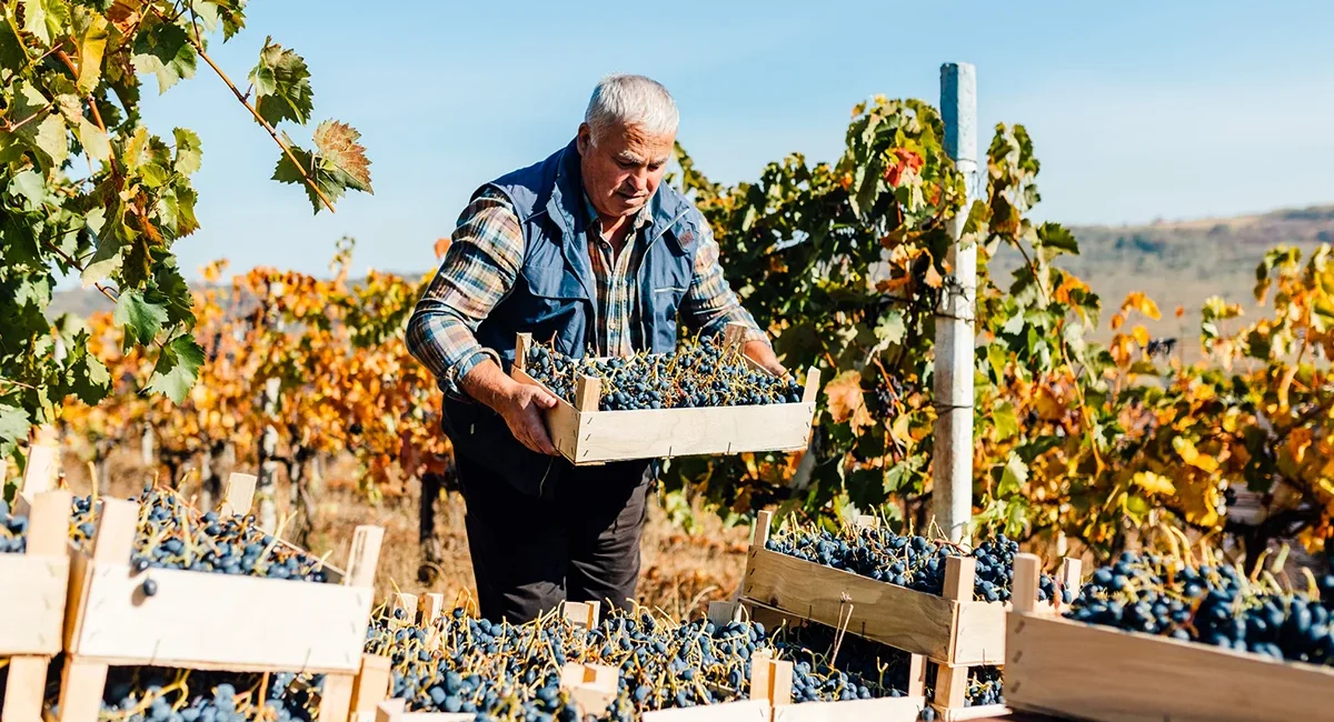 Ein Winzer bei der Weinlese auf Korsika sammelt volle Kisten mit roten Trauben.