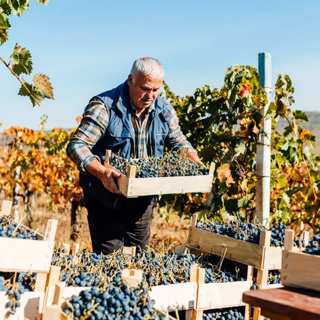 Ein Winzer bei der Weinlese auf Korsika sammelt volle Kisten mit roten Trauben.
