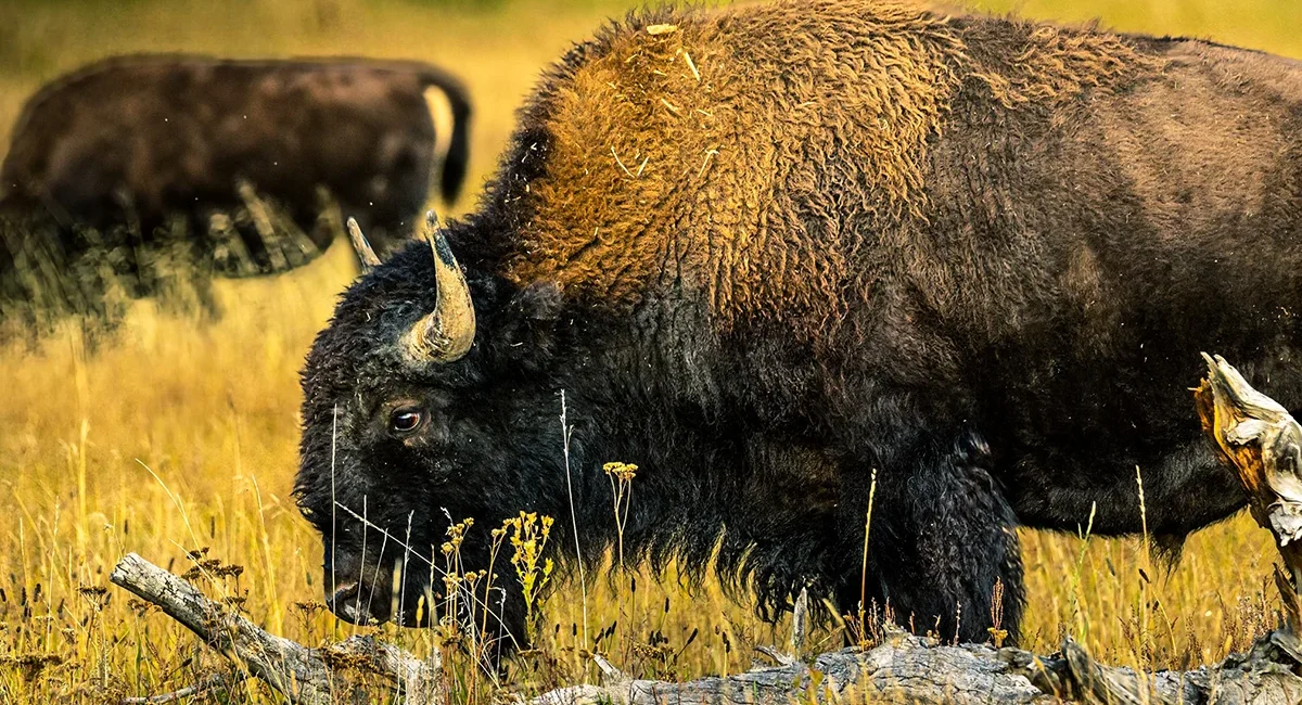 Eine Bisonherde auf einer Weide in Ostkanada.