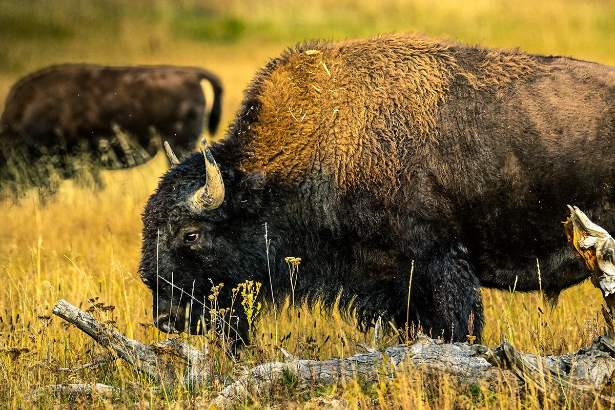 Eine Bisonherde auf einer Weide in Ostkanada.