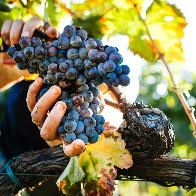 Eine Person erntet Trauben in den Weinbergen von Ostkanada.