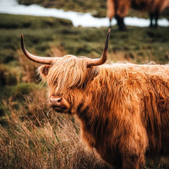 Ein Hochlandrind mit langem Fell steht in Schottland auf einer grünen Weide.