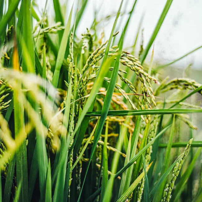 Ein Feld mit grünen Reispflanzen in Venetien.