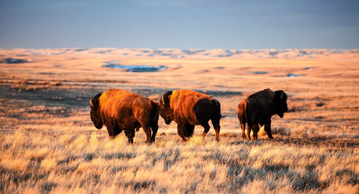 Eine Bisonherde in einer weiten Prärielandschaft in Westkanada.