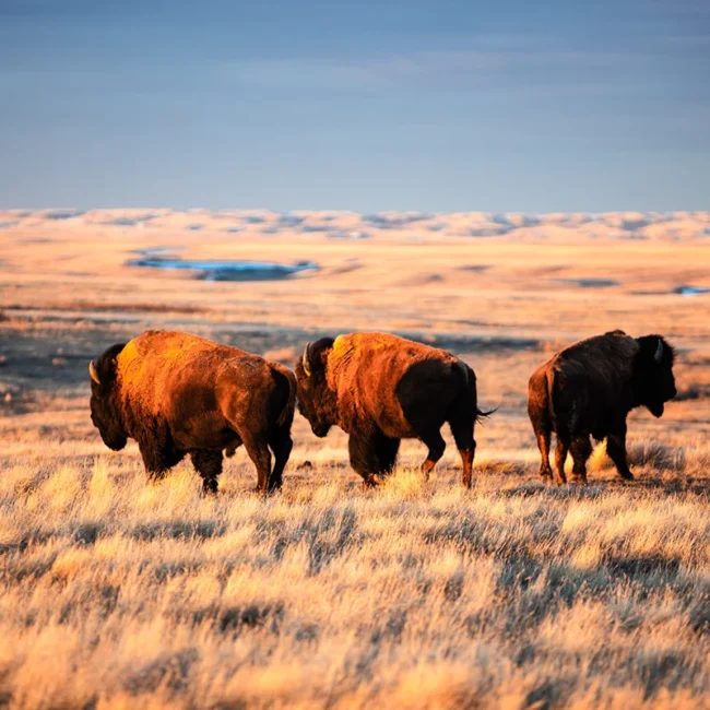 Eine Bisonherde in einer weiten Prärielandschaft in Westkanada.