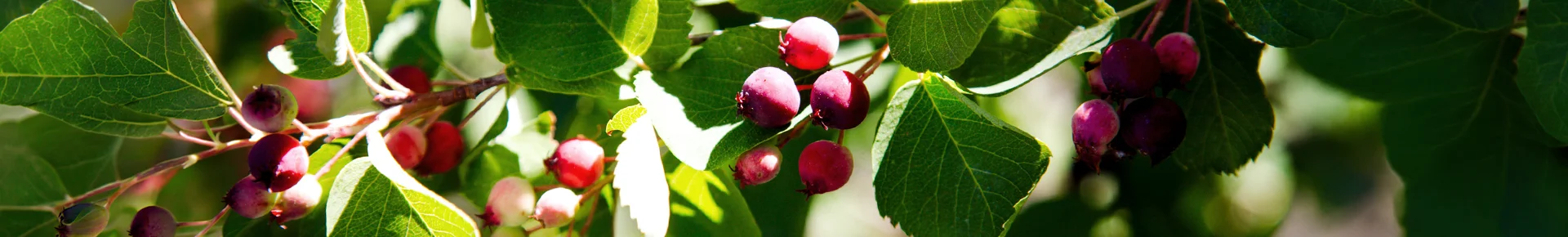 Die roten Früchte einer Felsenbirne, die auch als Saskatoon-Beere bekannt ist, in Westkanada.