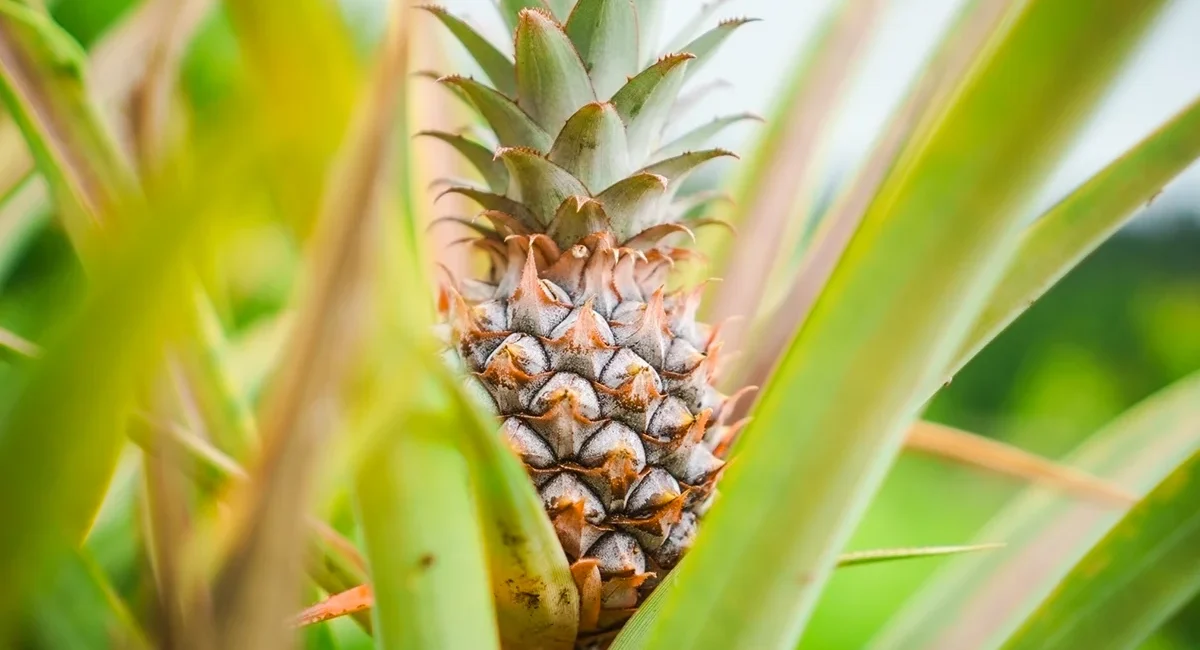 Ananas wachsen auf einer Plantage auf den Azoren. Die Früchte stehen zwischen langen grünen Blättern in Reihen.