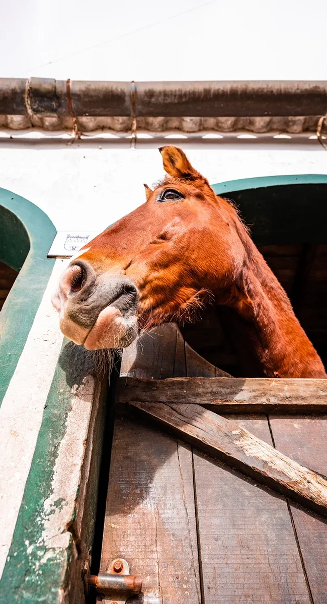 Ein Lusitano-Pferd steht in einem Stall auf den Azoren. Das Pferd blickt aus seiner Box in der Stallanlage.