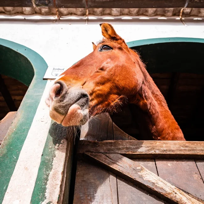 Ein Lusitano-Pferd steht in einem Stall auf den Azoren. Das Pferd blickt aus seiner Box in der Stallanlage.