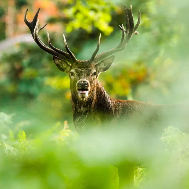 Hirsch steht in der Natur in einem Waldgebiet im Baltikum